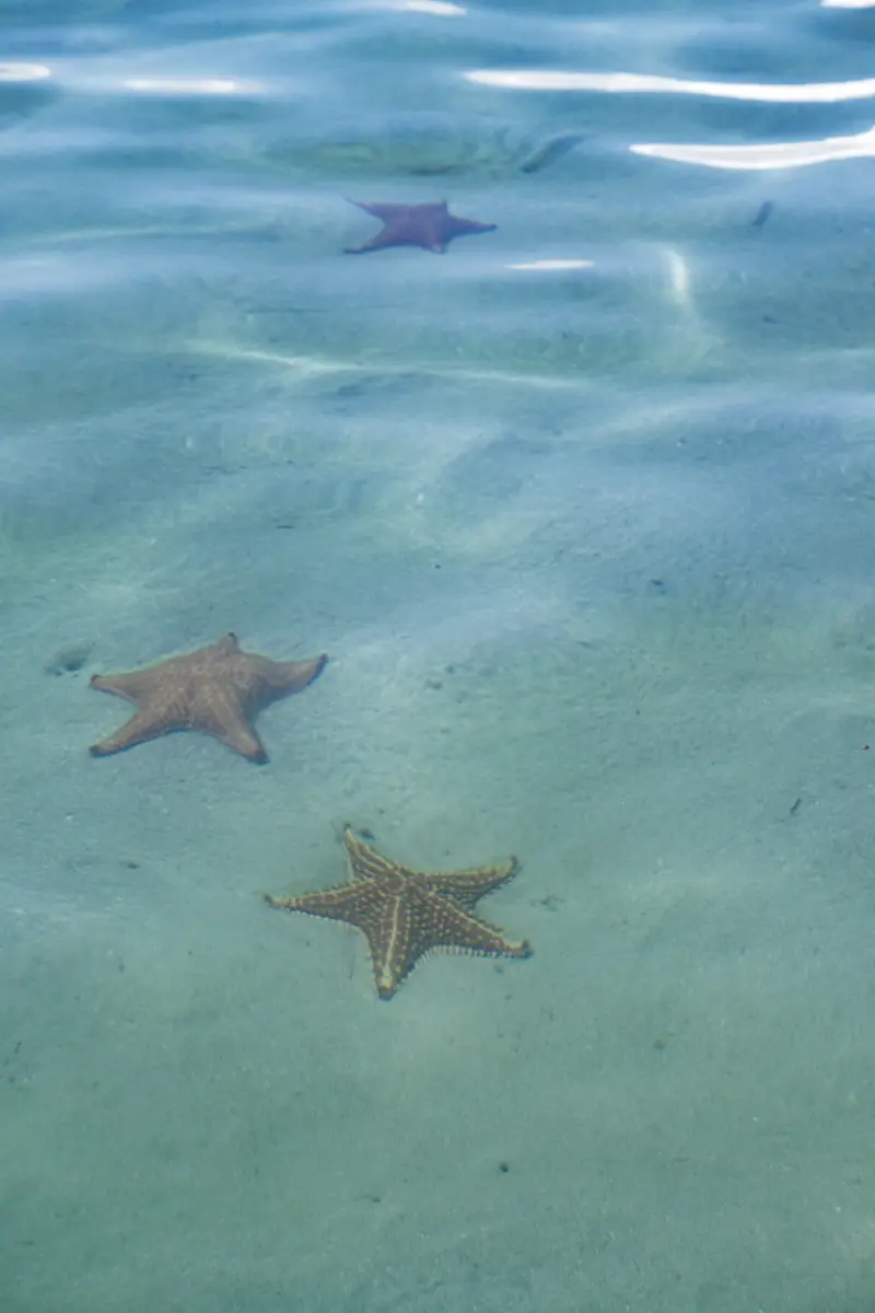 Estrella de mar en agua poco profunda