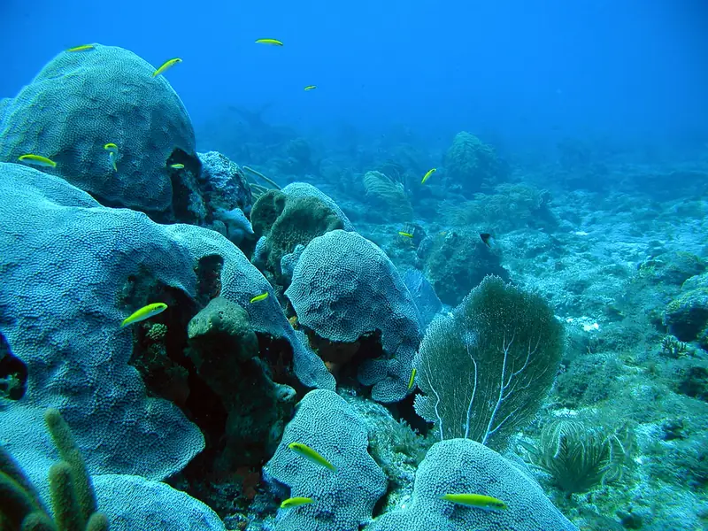 Peces tropicales sobre un arrecife de coral