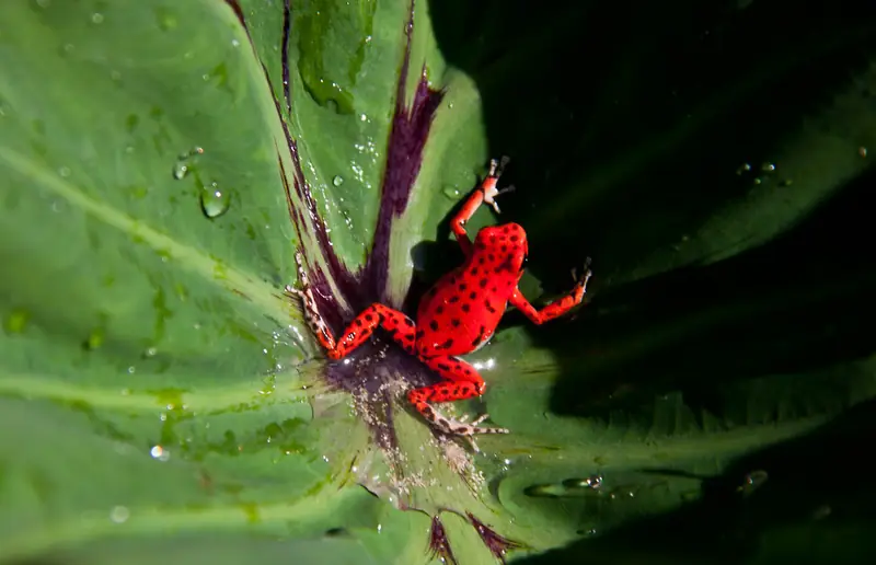Rana roja de Bastimentos sobre una hoja
